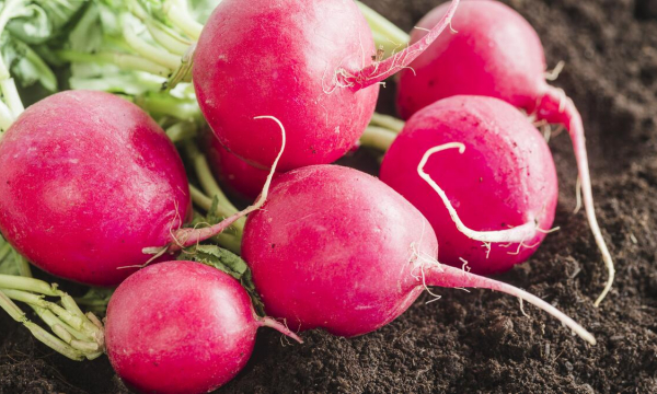 Как гарантированно получить огромный и безумно сладкий редис: ТОП-3 лучших подкормок