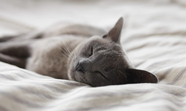 Что такое синдром 