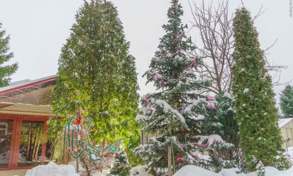 Чиновники позарились на огромную ель российской дачницы и оставили ей один пенёк